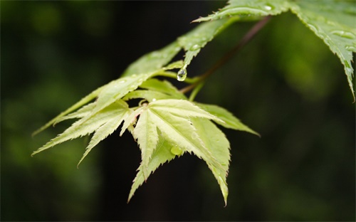 压力仪表的精度,所选压力表应符合下列技术标准要求